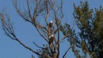 Free download 2016 12 05 Two Bald Eagles free photo or picture to be edited with GIMP online image editor