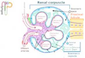 Free download 800px Renal Corpuscle En.svg free photo or picture to be edited with GIMP online image editor