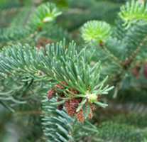 Free download Abies Cephalonica - Greek Fir free photo or picture to be edited with GIMP online image editor