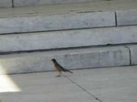 Free download A Bird Inside the Roger Williams Park Temple free photo or picture to be edited with GIMP online image editor