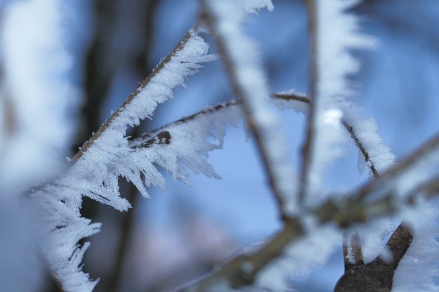 Unduh gratis A Branch Winter Frost - foto atau gambar gratis yang dapat diedit dengan editor gambar online GIMP