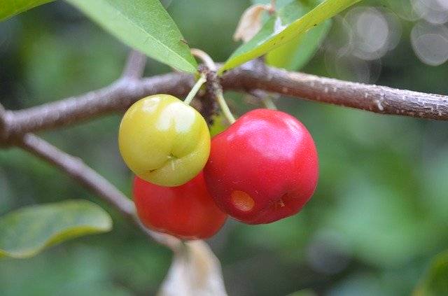 Скачать бесплатно Acerola Fruit Green - бесплатное фото или изображение для редактирования с помощью онлайн-редактора изображений GIMP