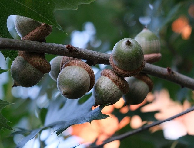 Free download acorns oak wood forest tree free picture to be edited with GIMP free online image editor