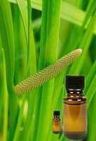 Free download Acorus Calamus Oil free photo or picture to be edited with GIMP online image editor