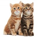 Adorable Kittens Theme screen para extensão Chrome web store em OffiDocs Chromium