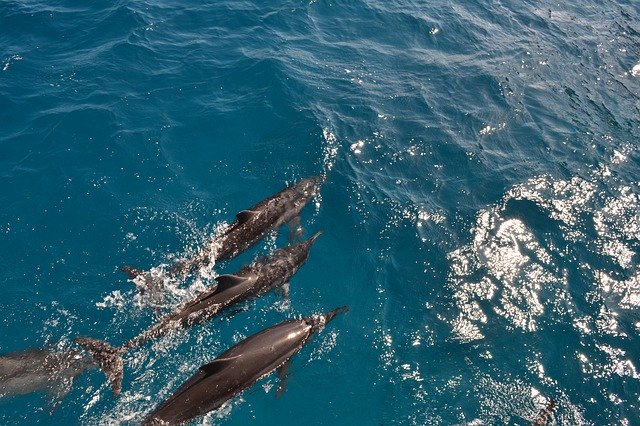 ดาวน์โหลดฟรี A Family Of Bottlenose Dolphins - ภาพถ่ายหรือรูปภาพฟรีที่จะแก้ไขด้วยโปรแกรมแก้ไขรูปภาพออนไลน์ GIMP