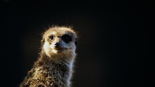 Free download africa meerkat guard animal nature free picture to be edited with GIMP free online image editor