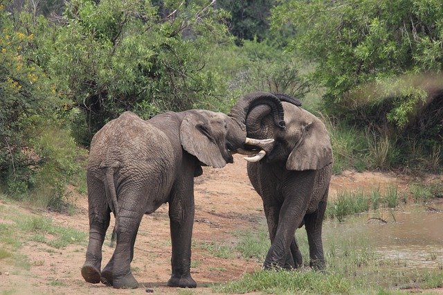 Téléchargement gratuit de l'accouplement des éléphants d'Afrique - photo ou image gratuite à éditer avec l'éditeur d'images en ligne GIMP