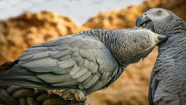 Free download african gray parrots zoo birds free picture to be edited with GIMP free online image editor