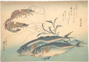 Free download Aji Fish and Kuruma-ebi, from the series Uozukushi (Every Variety of Fish) free photo or picture to be edited with GIMP online image editor