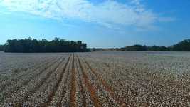 Free download Alabama Cotton Crop Farming -  free video to be edited with OpenShot online video editor