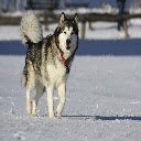 Alaskan Malamute Theme  screen for extension Chrome web store in OffiDocs Chromium