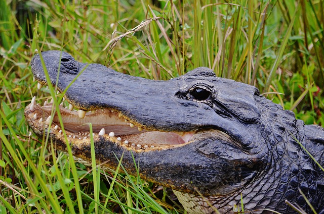 Free download alligator everglades np florida usa free picture to be edited with GIMP free online image editor