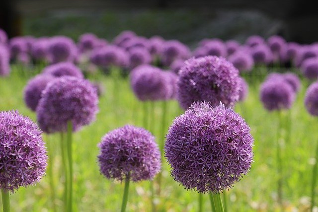 Free download allium flowers plants free picture to be edited with GIMP free online image editor