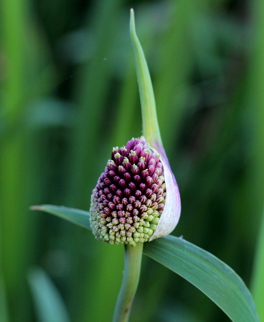 قم بتنزيل صورة مجانية لصورة Allium red mohican الزينة البصل ليتم تحريرها باستخدام محرر الصور المجاني على الإنترنت GIMP