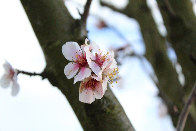 Бесплатно скачать Almond Blossom Bloom — бесплатную фотографию или картинку для редактирования с помощью онлайн-редактора изображений GIMP