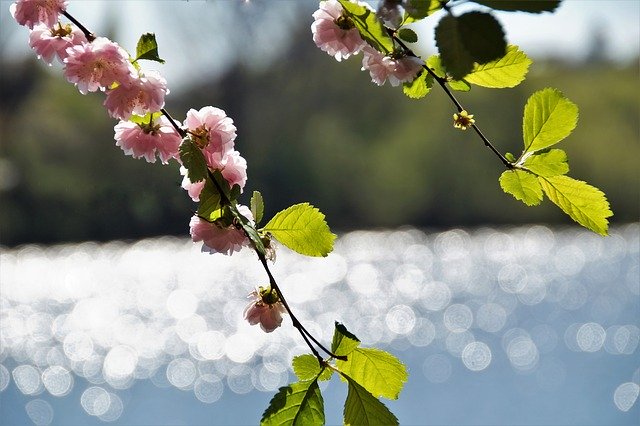 Free download almond flowering pink spring bloom free picture to be edited with GIMP free online image editor