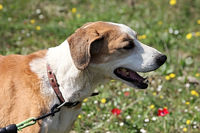 Free download almond my dog dog dogs hiking free picture to be edited with GIMP free online image editor