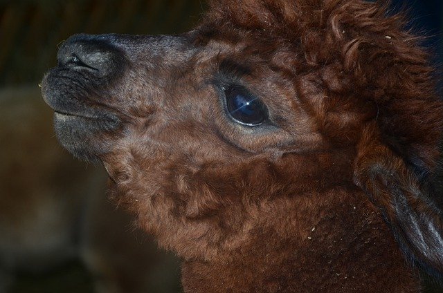 Free download alpaca muzzle eye portrait animal free picture to be edited with GIMP free online image editor