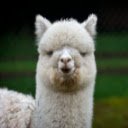 Alpaca Wallpaper New Tab Theme [Install]  screen for extension Chrome web store in OffiDocs Chromium