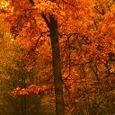 Amber Autumn  screen for extension Chrome web store in OffiDocs Chromium