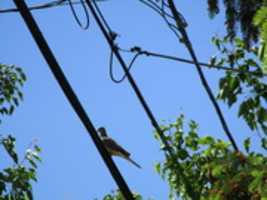 Free download A Mourning Dove on the Telephone Wires in Reservoir free photo or picture to be edited with GIMP online image editor