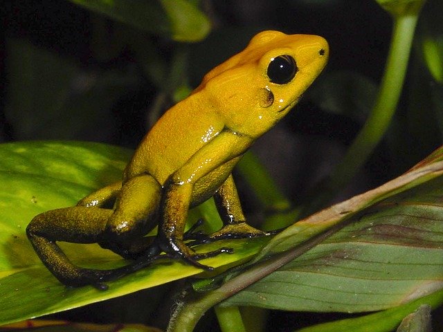 Download gratuito Anphibians Poison Frog - foto o immagine gratuita da modificare con l'editor di immagini online di GIMP