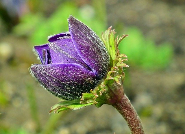 Descarga gratuita Anemone Bud Flower - foto o imagen gratuita para editar con el editor de imágenes en línea GIMP