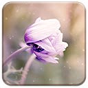 Anemone Flower  screen for extension Chrome web store in OffiDocs Chromium