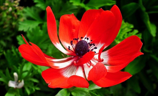 Free download Anemone Red Flower free photo template to be edited with GIMP online image editor