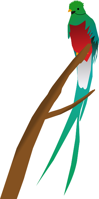 Free download Animal Bird Parrot - Free vector graphic on Pixabay free illustration to be edited with GIMP free online image editor