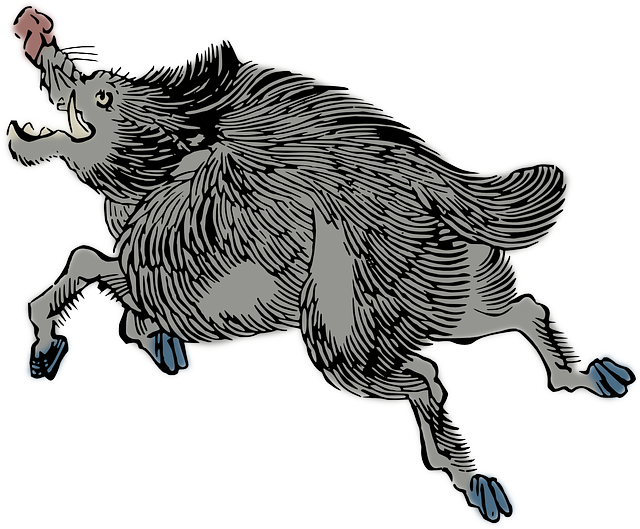 Free download Animal Boar Pig - Free vector graphic on Pixabay free illustration to be edited with GIMP free online image editor