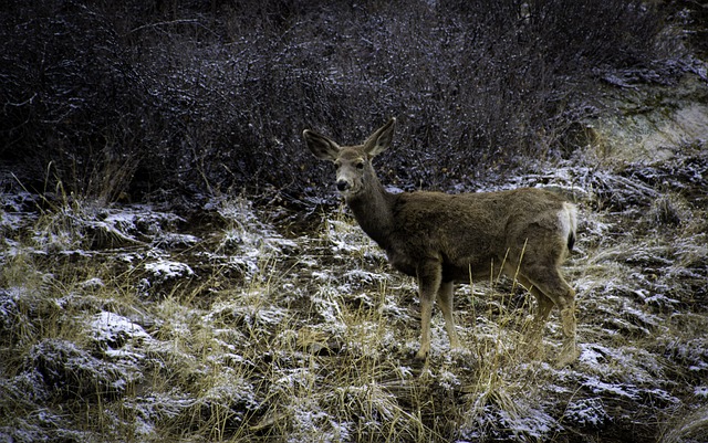 Free download animal deer wildlife nature doe free picture to be edited with GIMP free online image editor