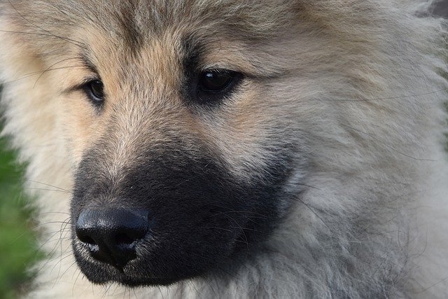 Free download animal dog eurasier olaf mammal free picture to be edited with GIMP free online image editor