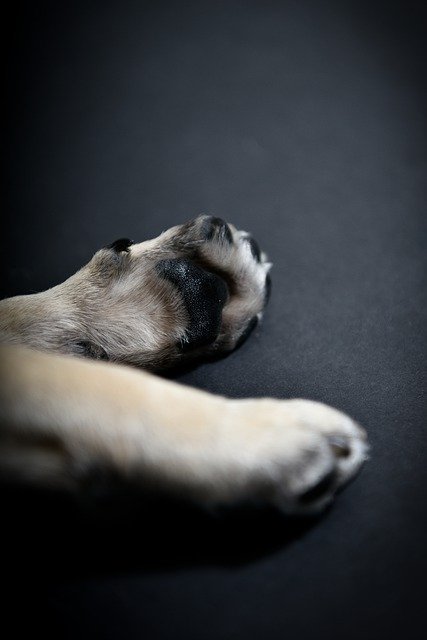 Free download animal dog paw love nails canine free picture to be edited with GIMP free online image editor