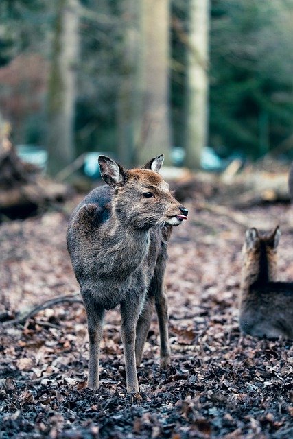 Free download animal fawn deer mammal species free picture to be edited with GIMP free online image editor