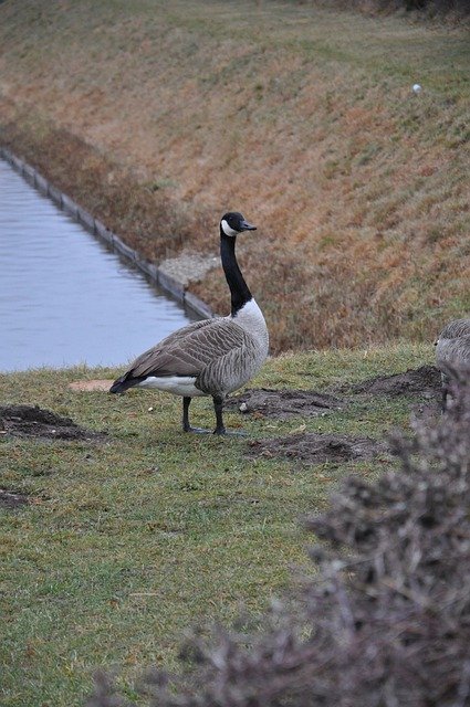 Free download animal goose lake nature wildlife free picture to be edited with GIMP free online image editor