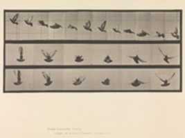 Free download Animal Locomotion.  An Electro-Photographic Investigation of Consecutive Phases of Animal Movements.  Commenced 1872 - Completed 1885.  Volume XI, Wild Animals and Birds free photo or picture to be edited with GIMP online image editor