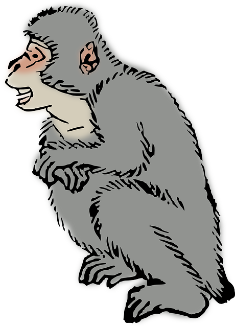 Free download Animal Macaque Monkey - Free vector graphic on Pixabay free illustration to be edited with GIMP free online image editor