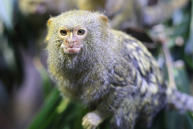 Free download animal mammal monkey rain forest free picture to be edited with GIMP free online image editor