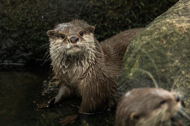 Free download animal mammal otter nature water free picture to be edited with GIMP free online image editor