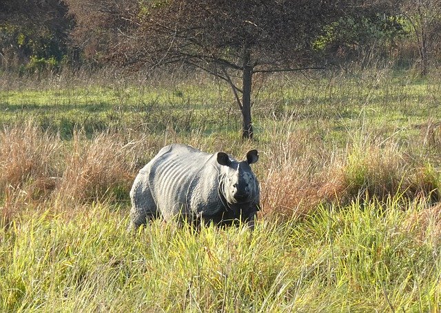 Free download animal mammal rhinoceros species free picture to be edited with GIMP free online image editor