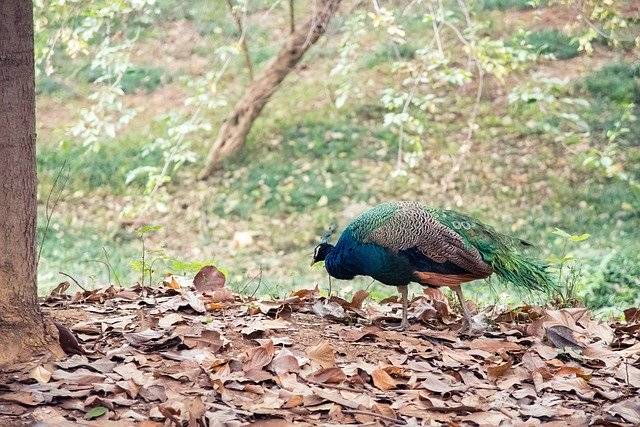 Kostenloser Download Animal Peacock Zoo - kostenloses Foto oder Bild zur Bearbeitung mit GIMP Online-Bildbearbeitung