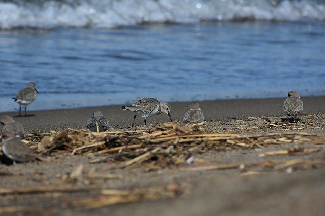 Free download animal sea beach wave bird free picture to be edited with GIMP free online image editor