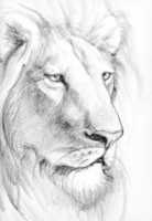 Free download animal sketch drawing free photo or picture to be edited with GIMP online image editor