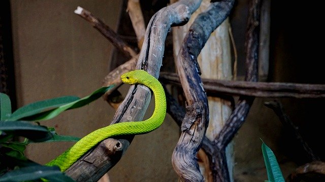 বিনামূল্যে ডাউনলোড করুন পশু সাপ সরীসৃপ - বিনামূল্যে ছবি বা ছবি GIMP অনলাইন ইমেজ সম্পাদকের সাথে সম্পাদনা করা হবে