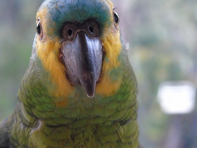 Muat turun percuma templat foto percuma Animals Parrot untuk diedit dengan editor imej dalam talian GIMP