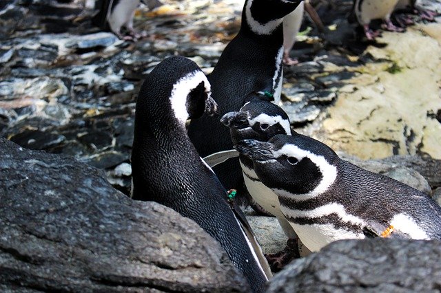 Animals Penguin Bird download grátis - foto ou imagem grátis para ser editada com o editor de imagens online GIMP