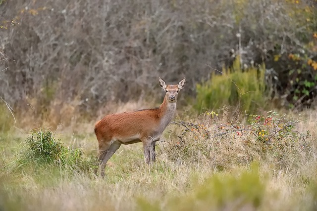 Free download animal stag mammal deer species free picture to be edited with GIMP free online image editor