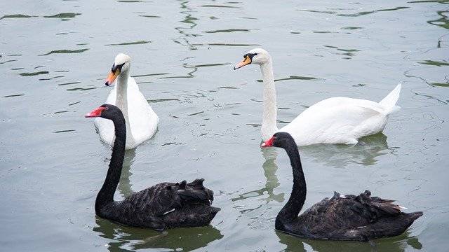 ດາວໂຫຼດຟຣີ Animal Swan Goose - ຮູບພາບຫຼືຮູບພາບທີ່ບໍ່ເສຍຄ່າເພື່ອແກ້ໄຂດ້ວຍຕົວແກ້ໄຂຮູບພາບອອນໄລນ໌ GIMP